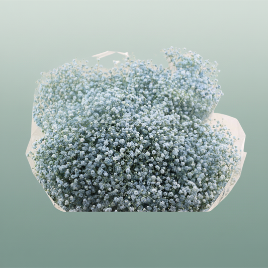 Gypsophila Dyed Grof Baby Blue