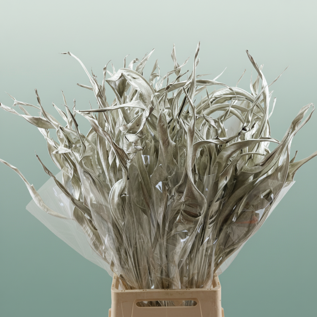 Dried Strelitzia Platinum
