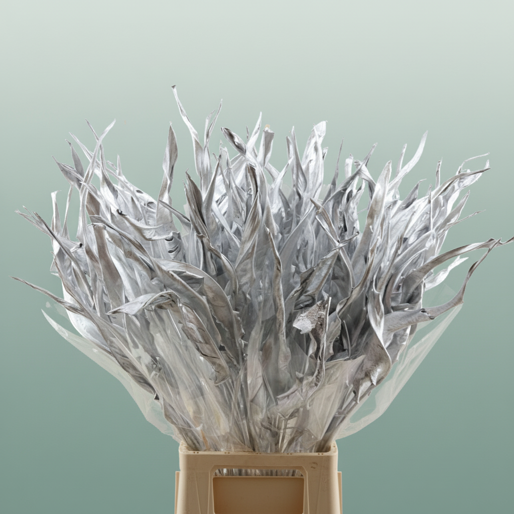 Dried Strelitzia Silver