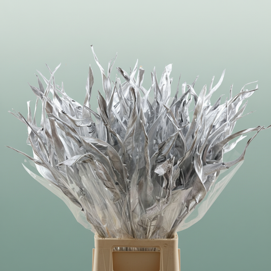 Dried Strelitzia Silver