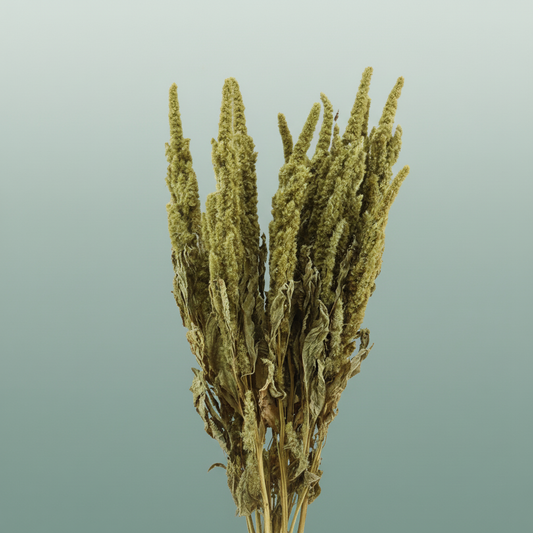 Dried Amaranthus Green
