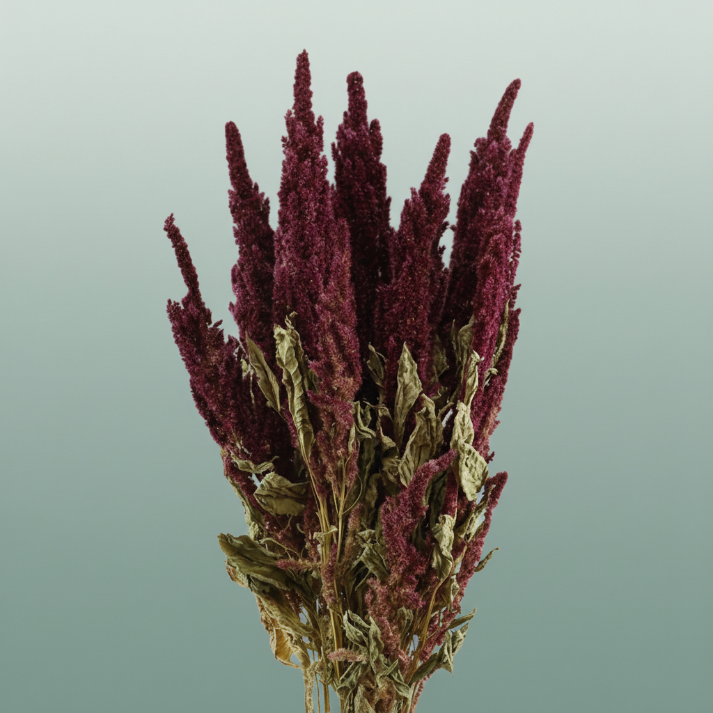 Dried Amaranthus Red