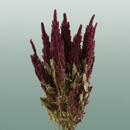 Dried Amaranthus Red