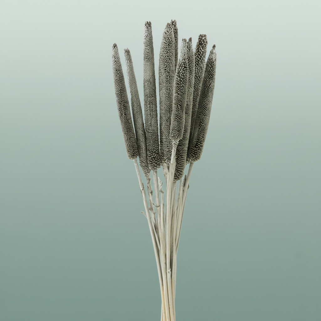 Dried Babala Platina