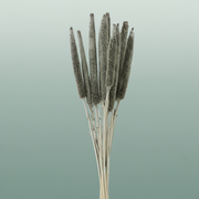 Dried Babala Platina