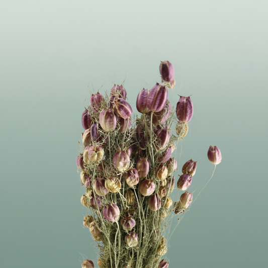 Dried Nigella Natural