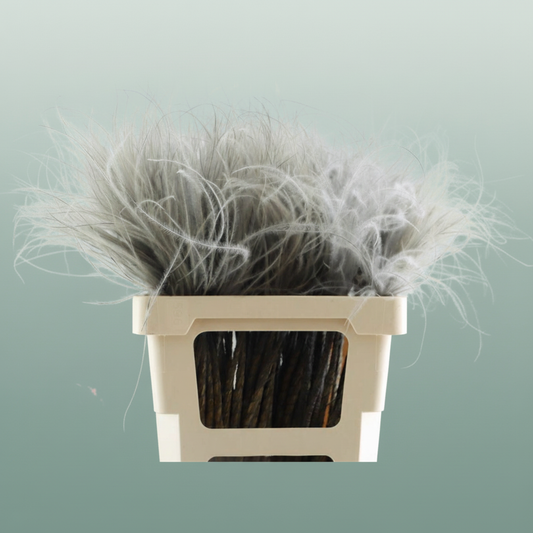 Dried Stypha Penata Grey