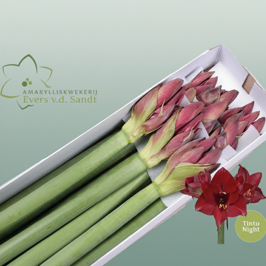 Amaryllis Tinto Night