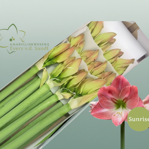 Amaryllis ‘Galaxy Sunrise’ – Pink Cut Stem