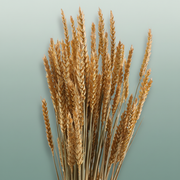 Dried Triticum Frosted Salmon