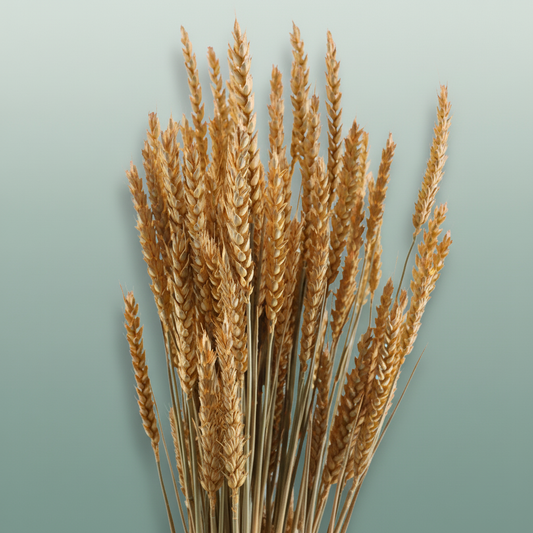 Dried Triticum Frosted Salmon