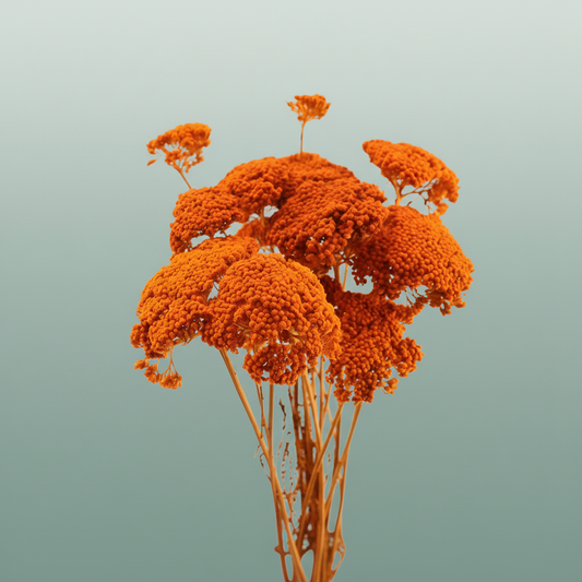 Dried Achillea Orange