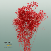 Dried Bleached Gypso Xlence Red
