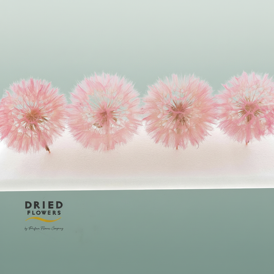 Dried Bleached Dandelion Pink