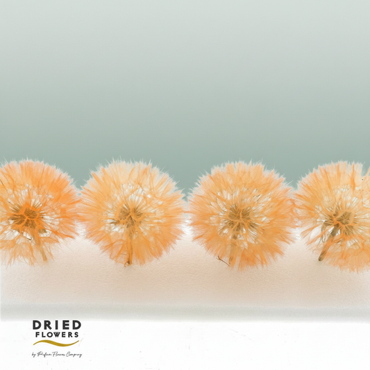 Dried Bleached Dandelion Orange