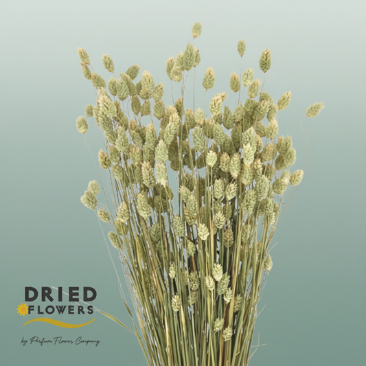 Dried Phalaris Canariensis Natural