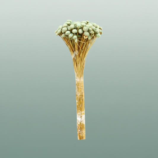 Dried Batao Light Blue