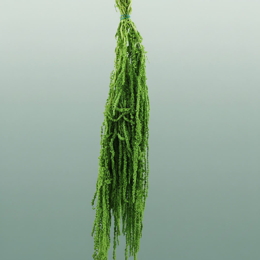Pres Amaranthus Caud L Green
