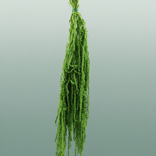 Pres Amaranthus Caud L Green