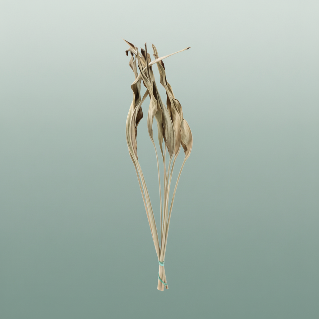 Dried Strelitziablad Natural