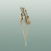 Dried Strelitziablad Natural