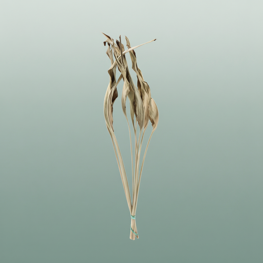 Dried Strelitziablad Natural