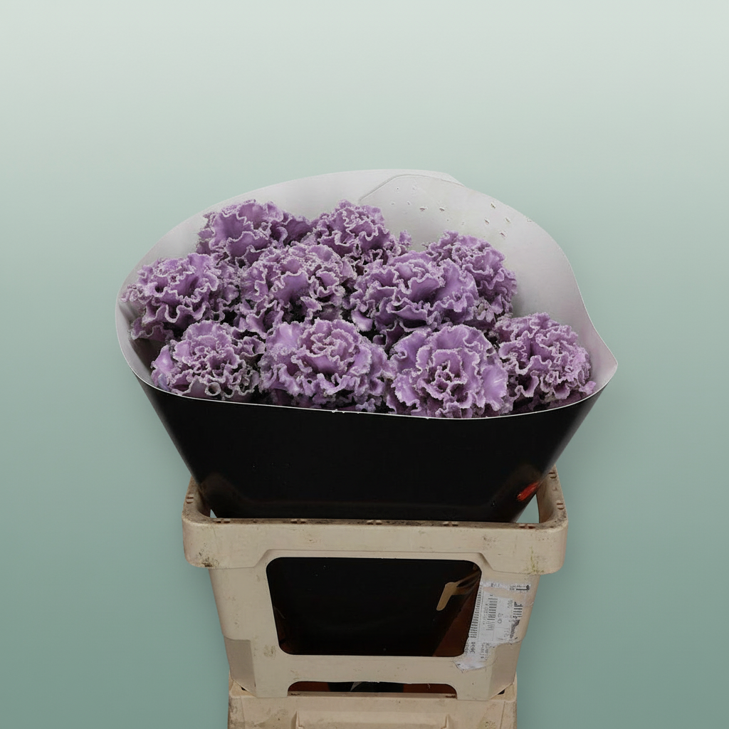 Wax Brassica