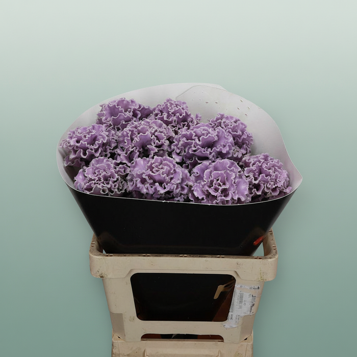 Wax Brassica