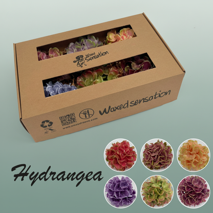 Wax Hydrangea Head