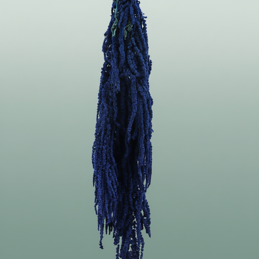 Pres Amaranthus Caud Dark Blue