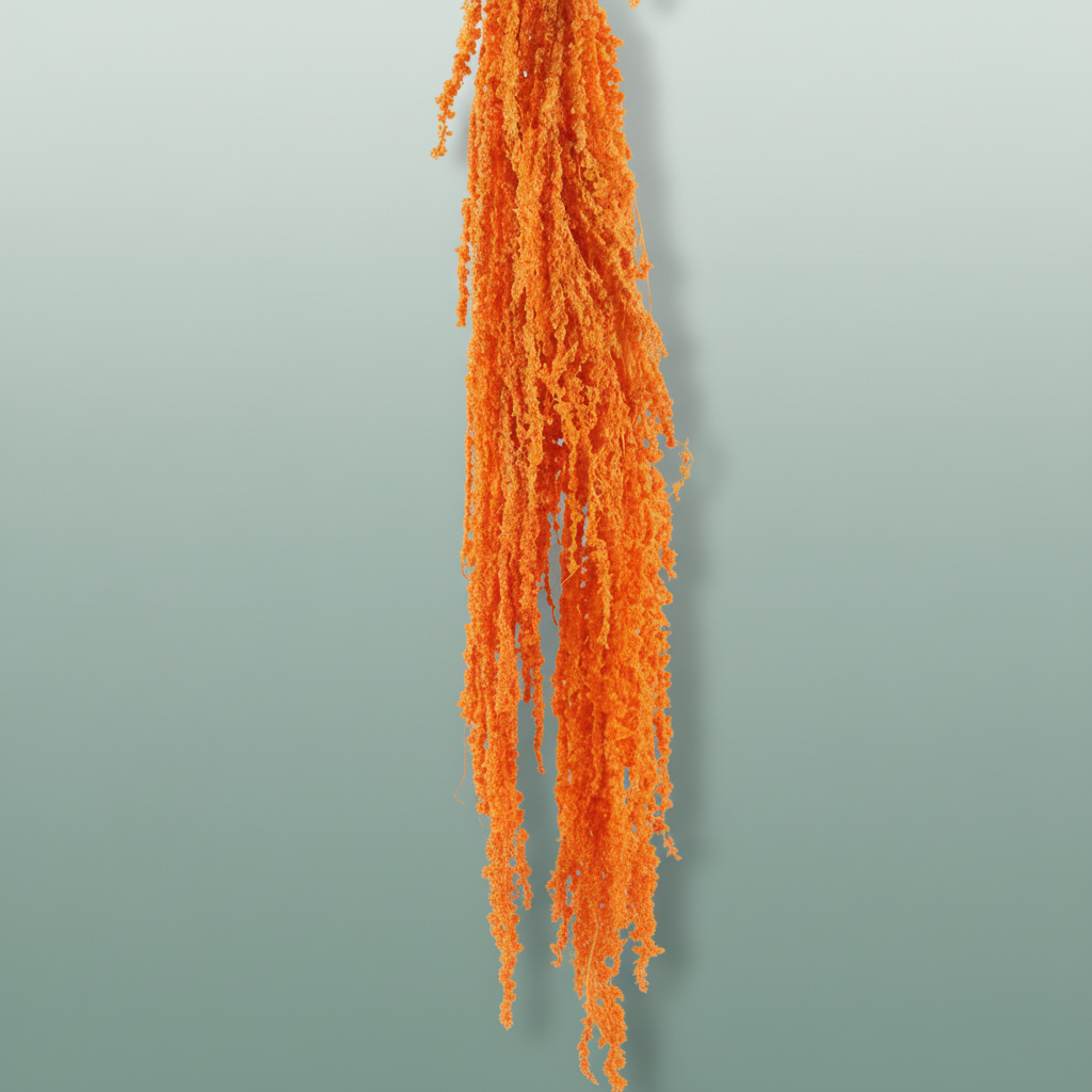 Pres Amaranthus Caud Orange