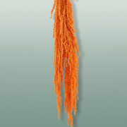 Pres Amaranthus Caud Orange