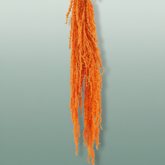 Pres Amaranthus Caud Orange