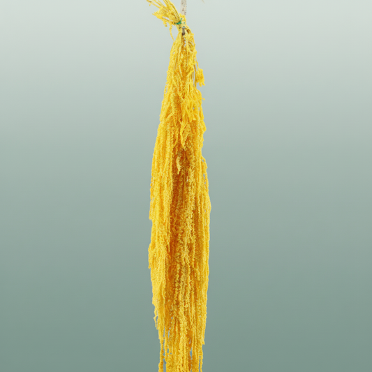 Pres Amaranthus Caud Yellow