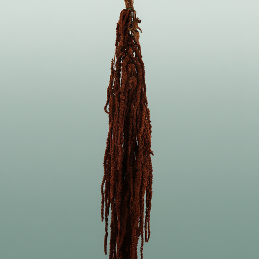 Pres Amaranthus Caud Brown