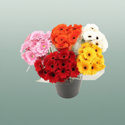 Bouquet Mono Germini Mix