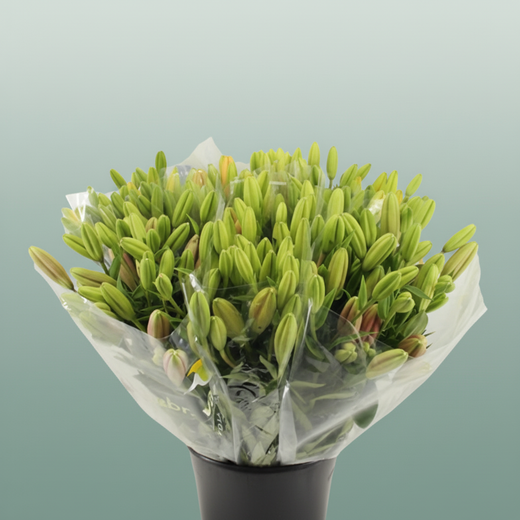 Bouquet Mono Lily