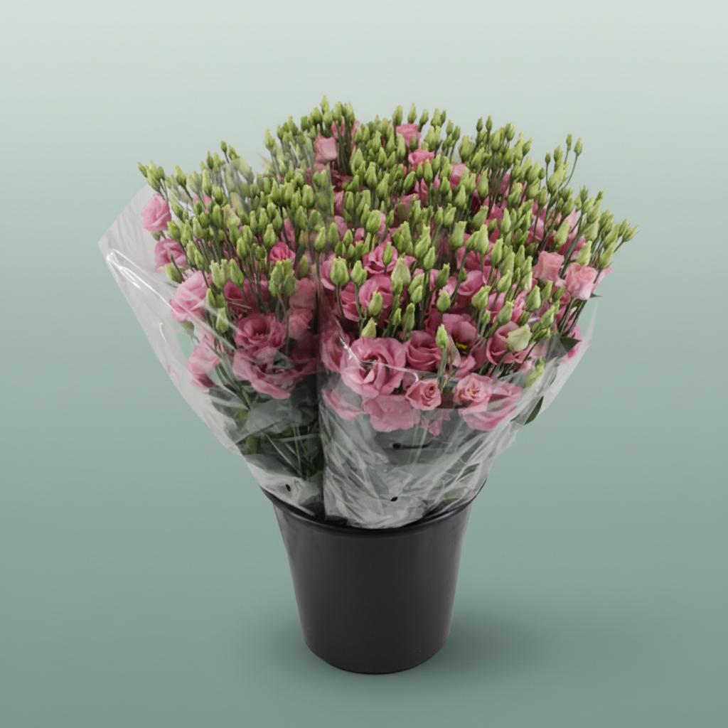 Bouquet Mono Eustoma