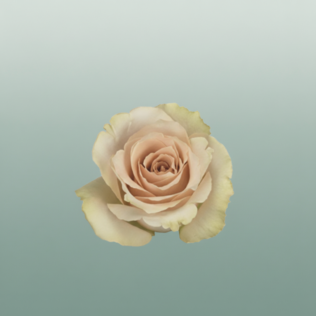 Rose - Rosa - Quicksand