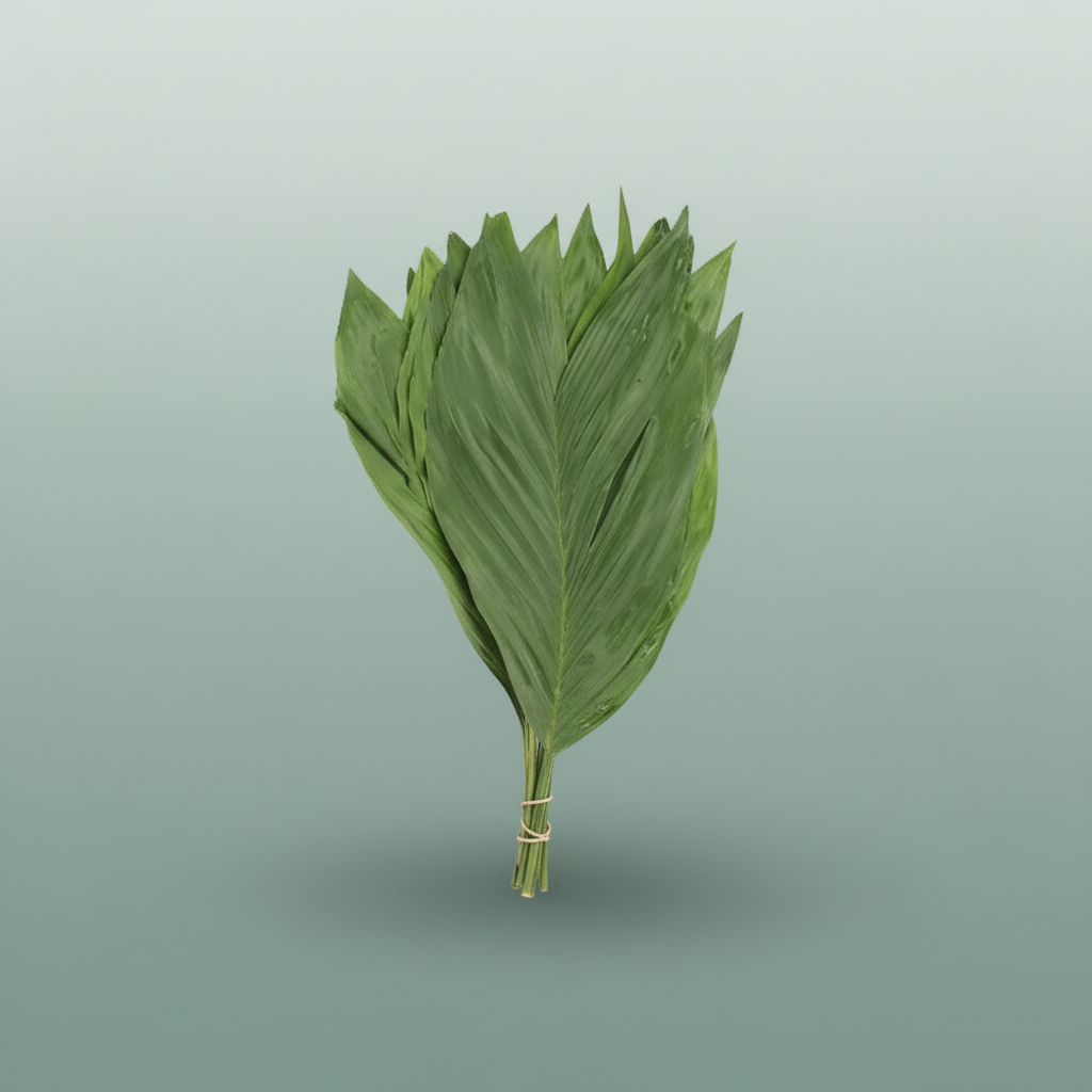 Cocos Palm