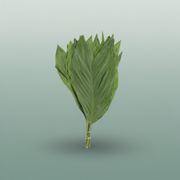 Cocos Palm
