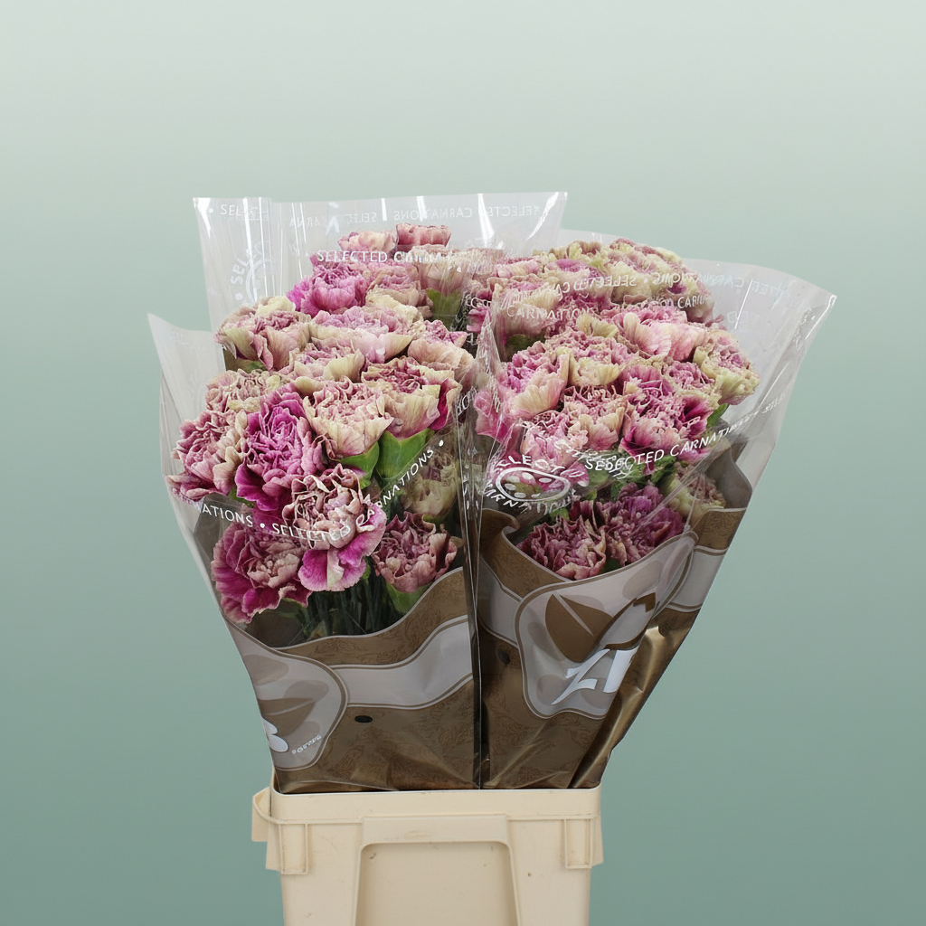 Carnation Standard Antiqua