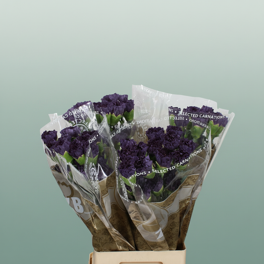 Carnation Standard Extasis