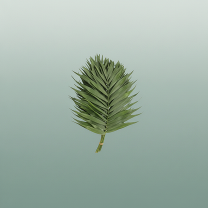 Chico Palm Doro