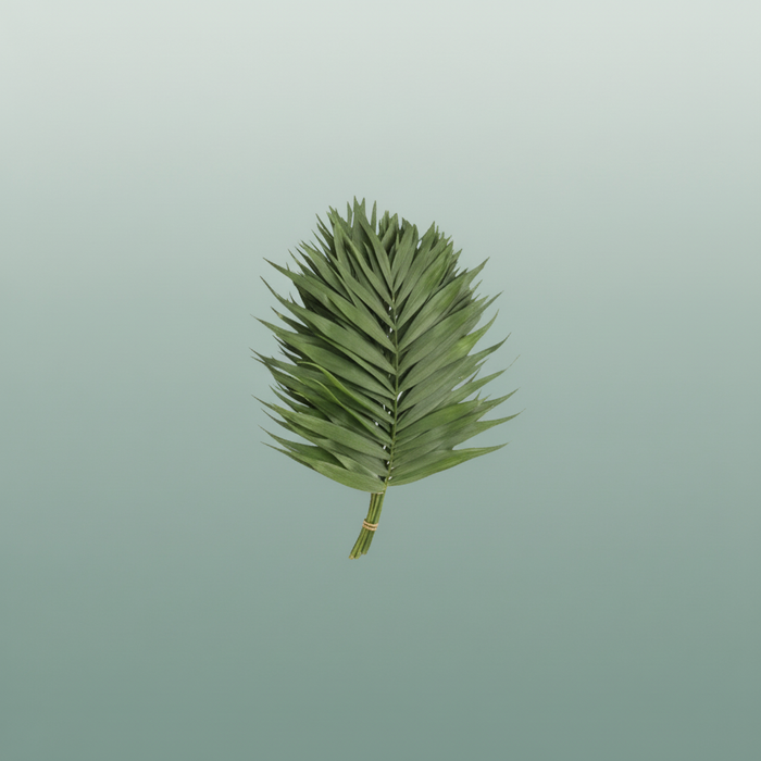 Chico Palm Doro