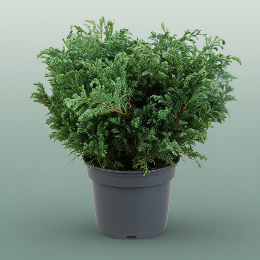 Conifeer Zak Boulevard