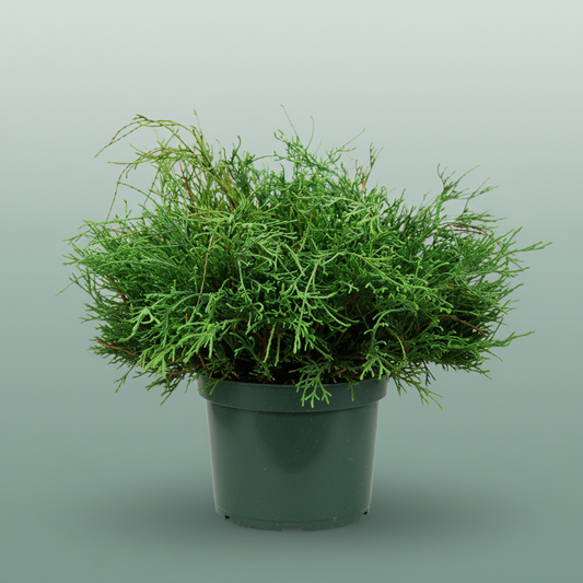 Conifeer Zak Filifera