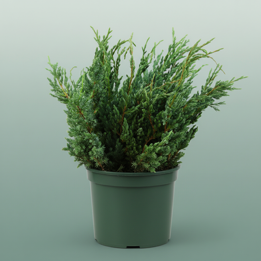 Conifeer Zak Juniperus Meyeri