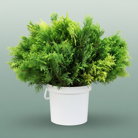 Conifeer Zak Plumosa