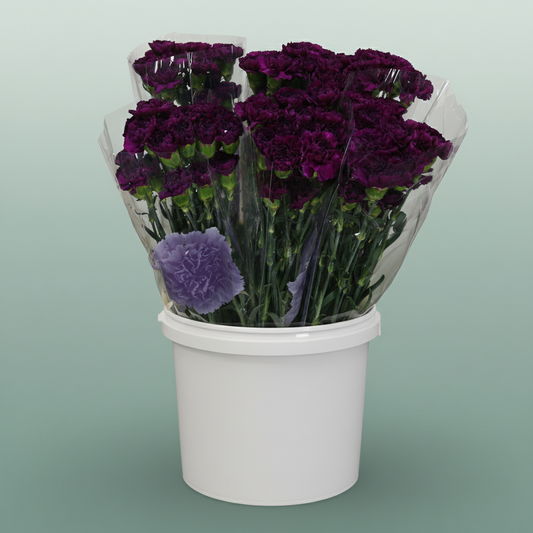 Carnation Standard Florigine Moontea